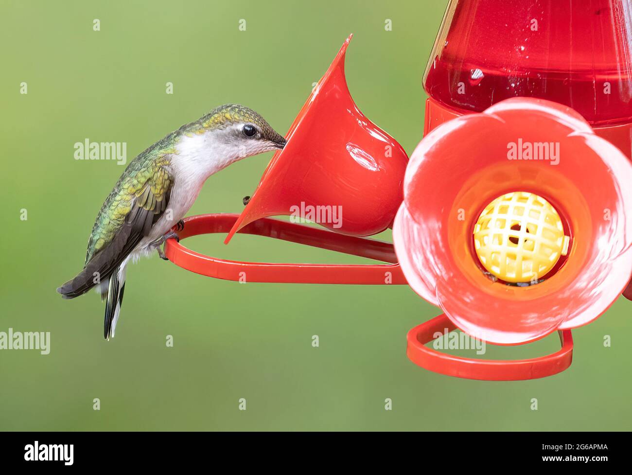 Weibliche Rubinkehlige Kolibri ( Archilochus colubris ) im Vogelfutterhaus Stockfoto