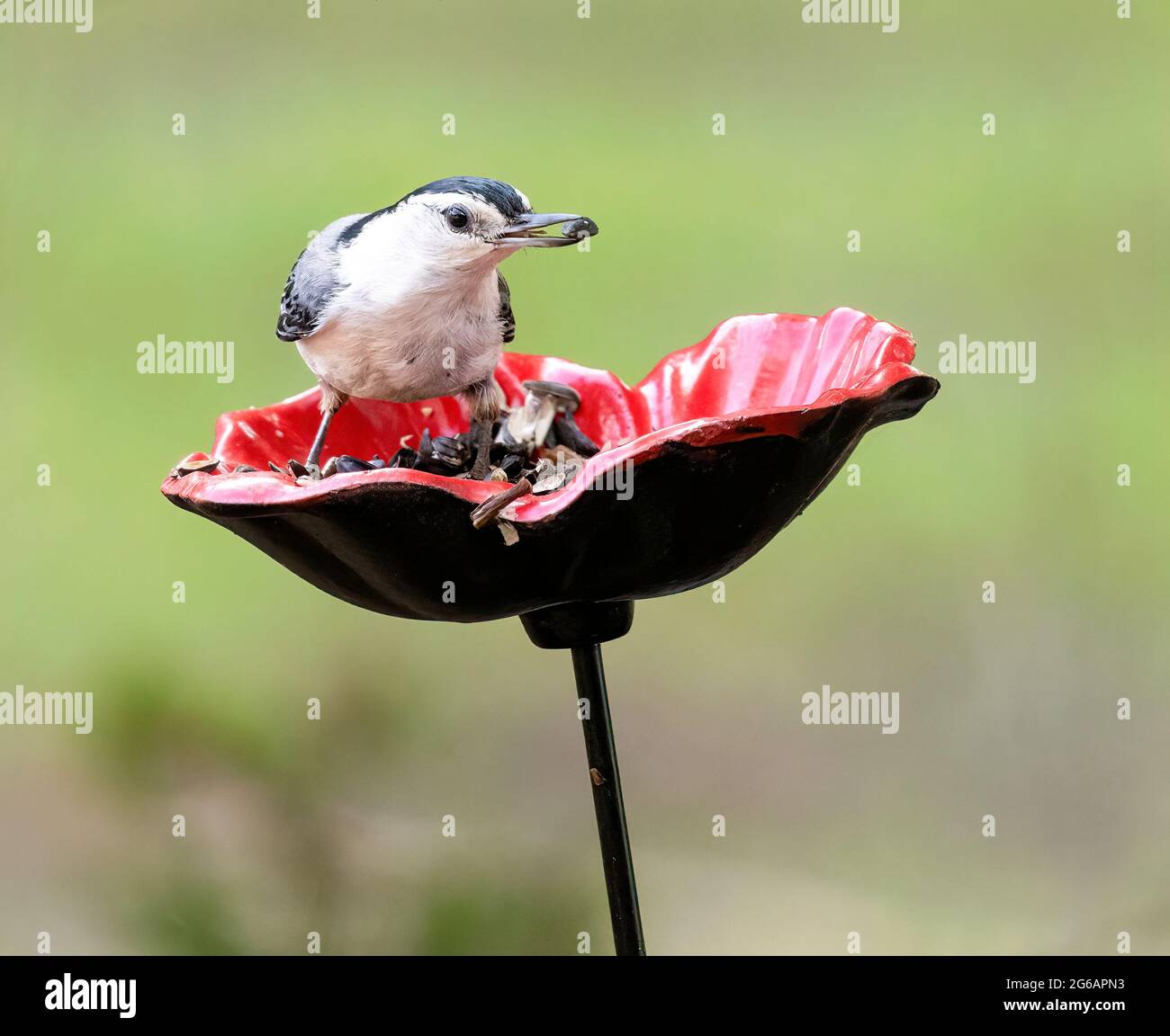 Weißreihiger Nuthatch ( Sitta carolinensis ) auf Futterstation mit Samen in Schnabel Vorderansicht Stockfoto
