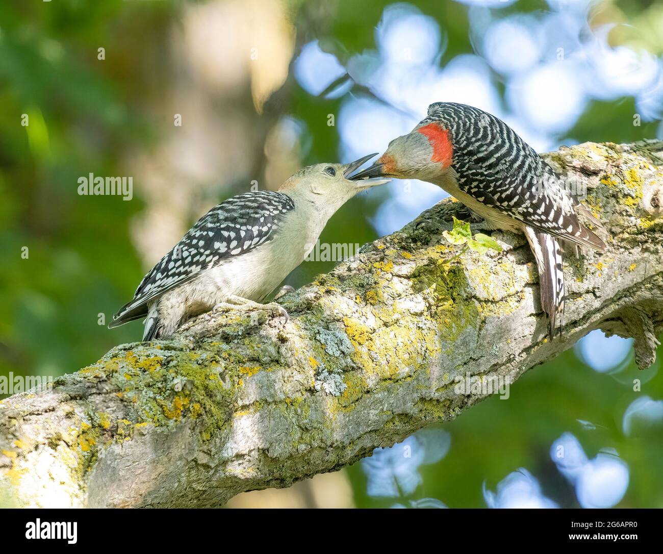 Weibliche Mutter Rotbauchiger Specht ( Melanerpes carolinus ) füttert weibliche Jugendlicher, während sie auf dem Zweig auf dem Baum sitzt Stockfoto