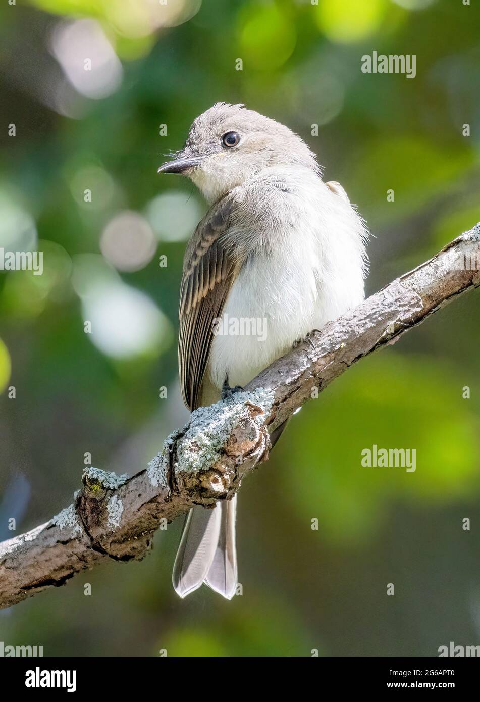 Eastern Phoebe ( Sayornis phoebe ) auf EINEM Zweig Stockfoto