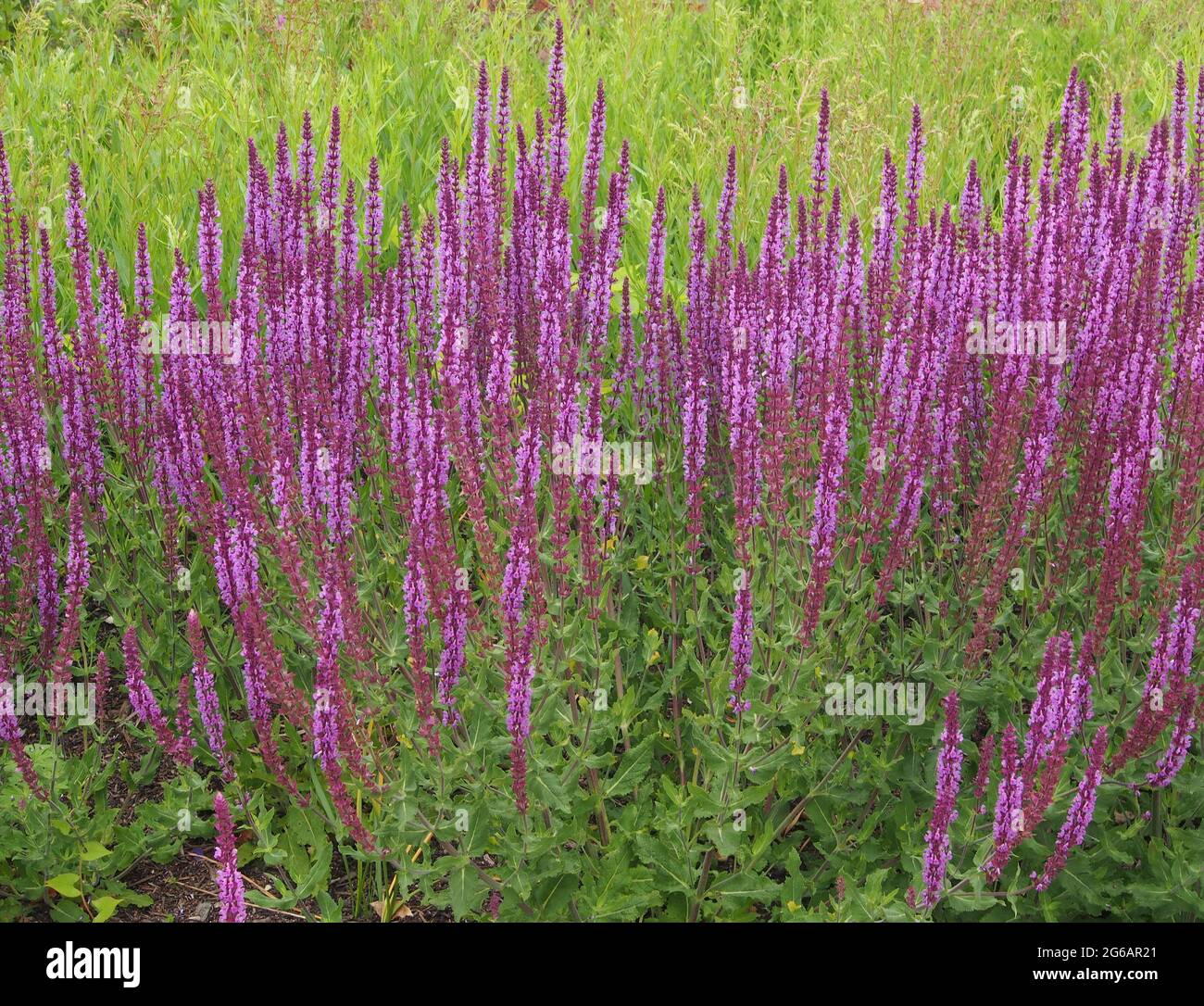 Ein Klumpen von Salvia nemorosa Amethyst - gewöhnlicher Name Balkan Clary in voller Blüte im Juli. Stockfoto