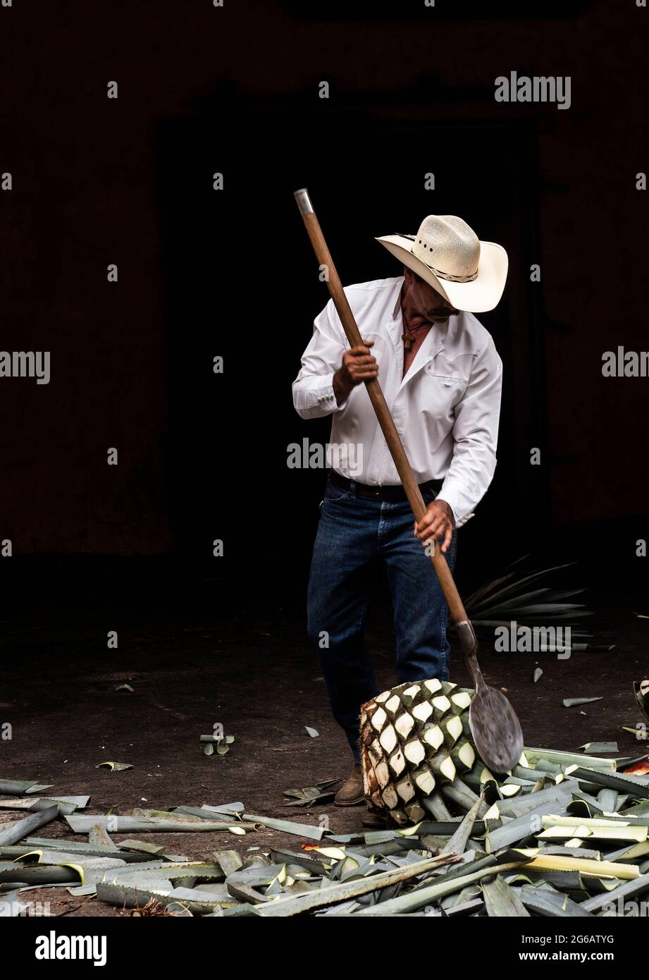 Arbeiter beim Entfernen von Blättern aus der blauen Agavenkaktusanlage in Tequila, Mexiko Stockfoto