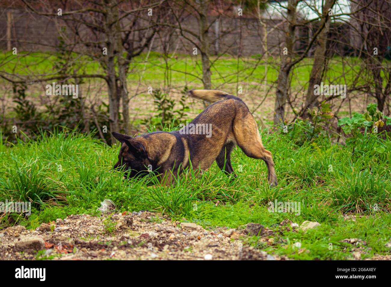 Verspielter Hund im Freien Belgischer Schäferhund auf der Suche nach Toyson im Park Stockfoto