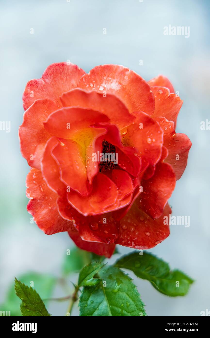 Nahaufnahme einer roten Rose mit Tautropfen auf den Blütenblättern Stockfoto