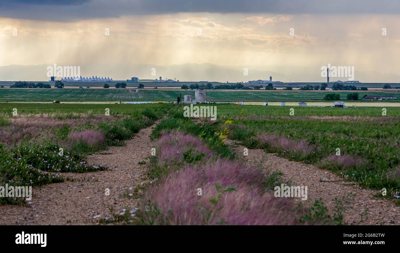 Landwirtschaftliche Landschaft mit einem Feldweg und Kräuterblumen in der Prärie von Ost-Colorado. Die Silhouette des Denver International Airport Stockfoto