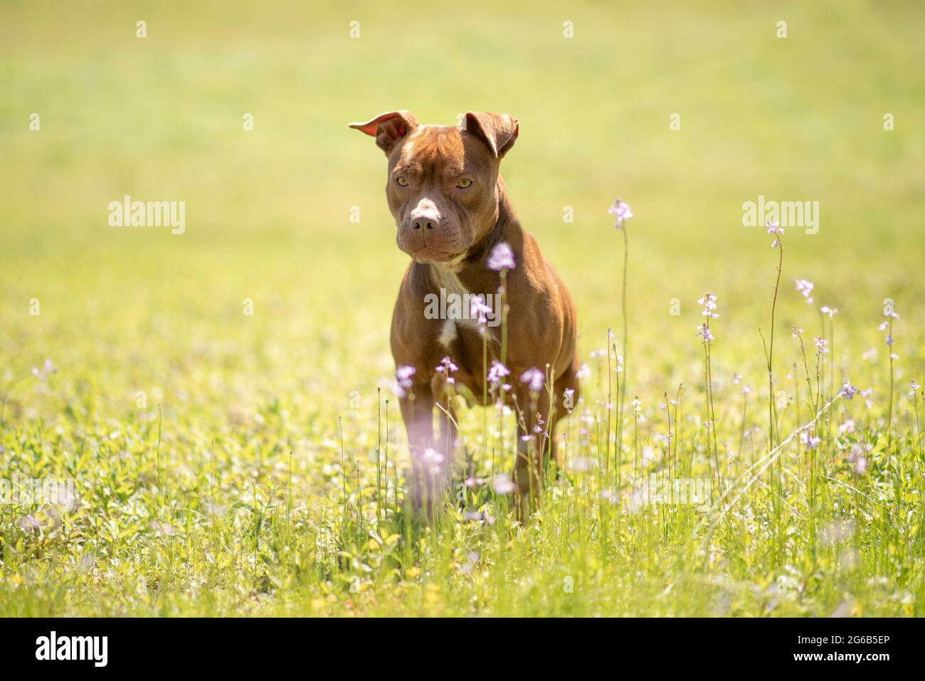 Pit Bull Terrier Mischlingshund steht auf einer grünen Wiese mit violetten Blüten Stockfoto