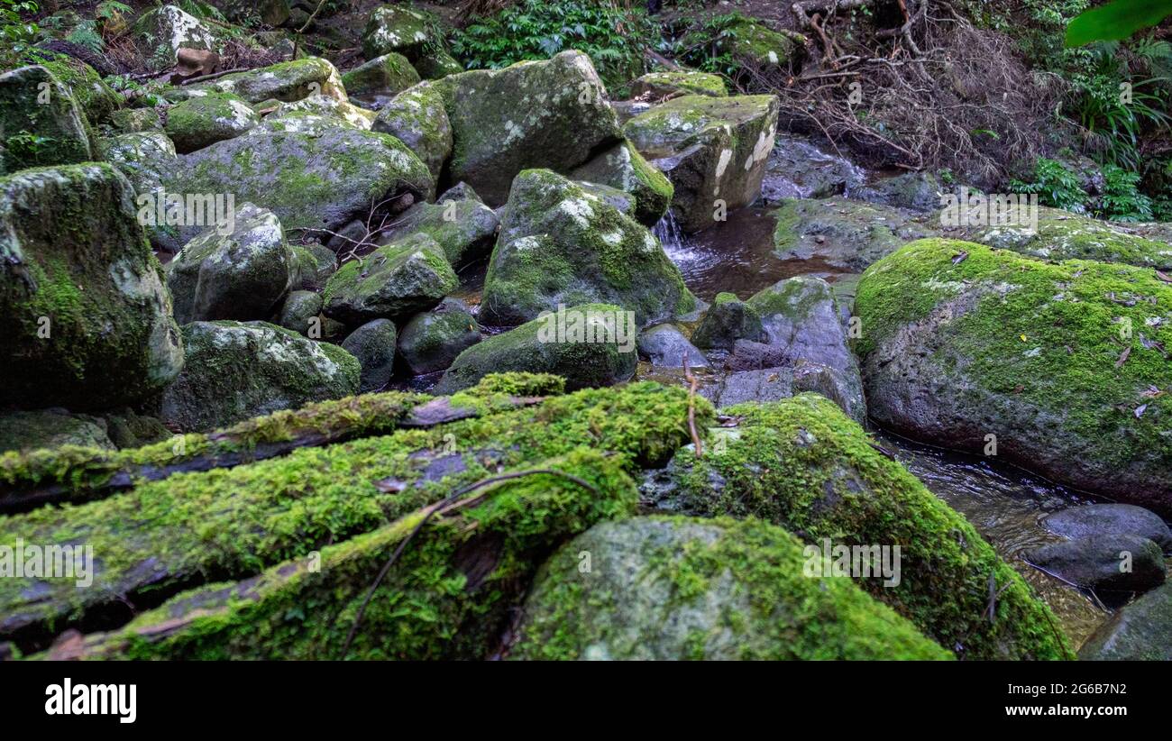 Felsen entlang des Toolona Creek Stockfoto