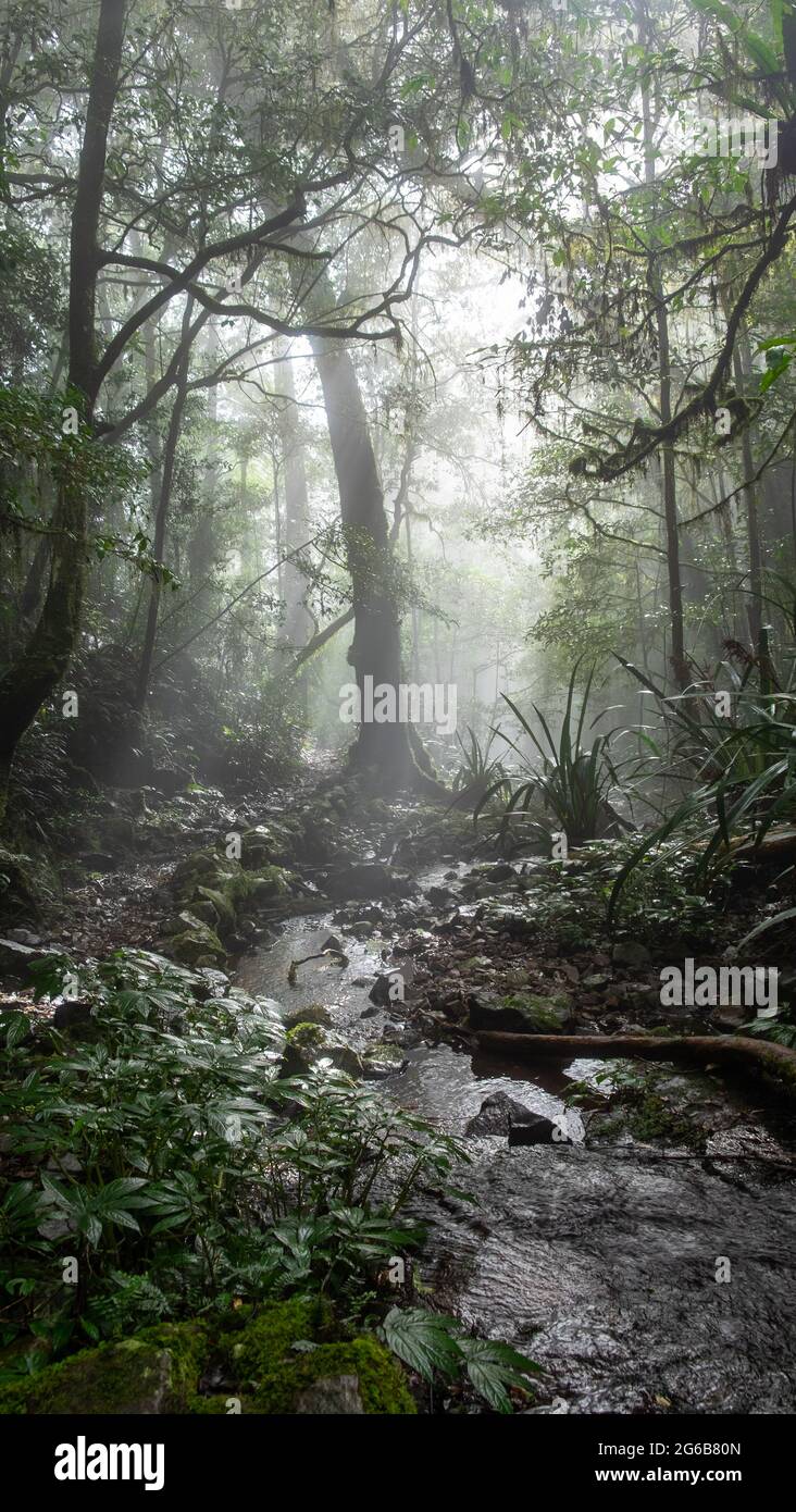 Toolona Creek sieht unheimlich aus mit Nebel Stockfoto