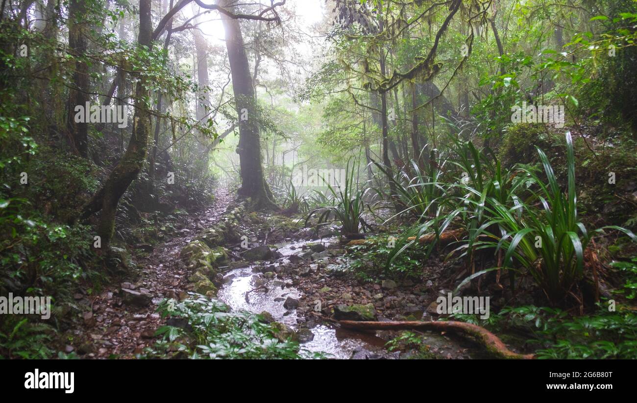 Toolona Creek sieht unheimlich aus mit Nebel Stockfoto