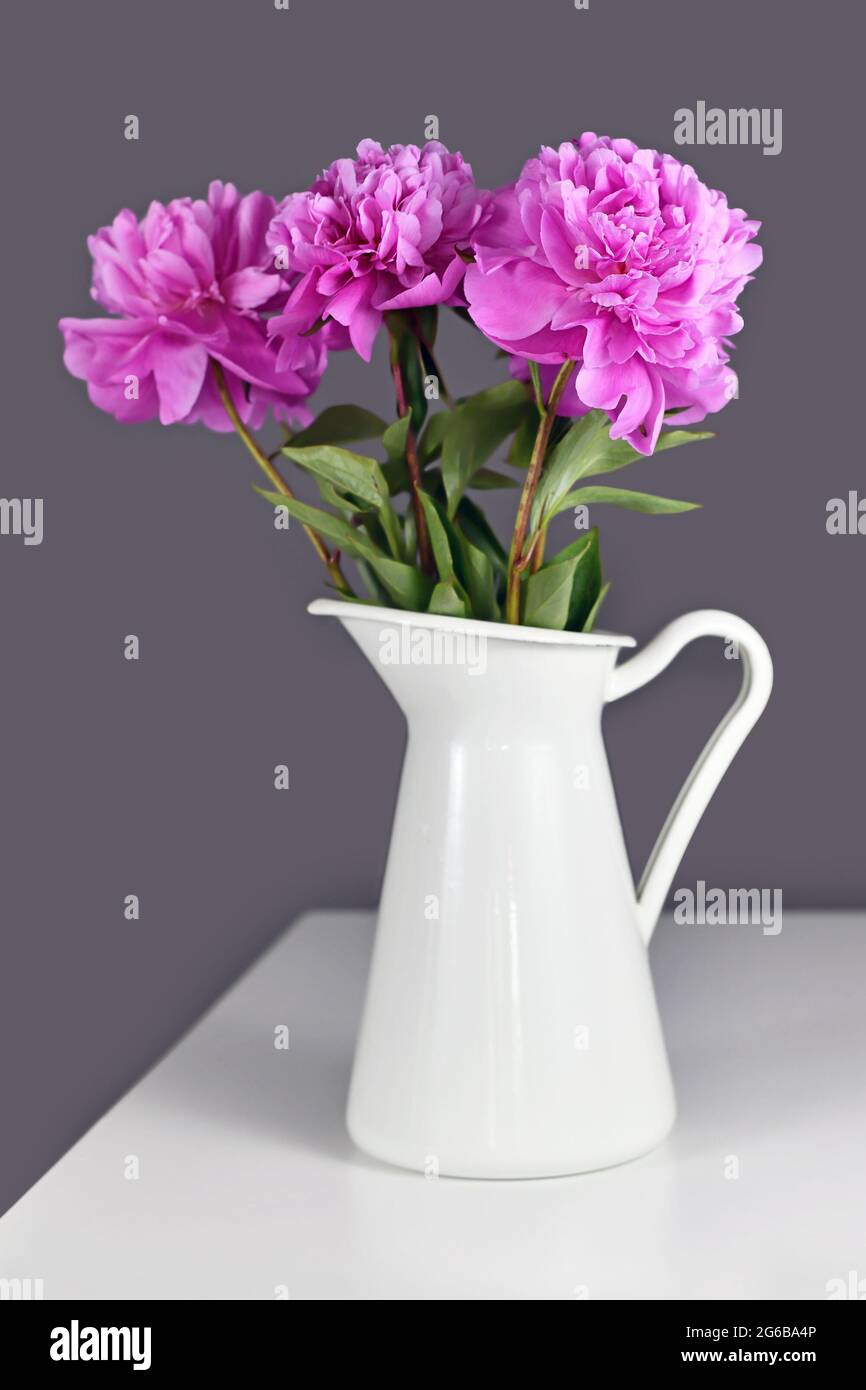 Bouquet von rosa chinesischen Pfingstrosen Blumen in weißer Vase vor grauem Hintergrund Stockfoto