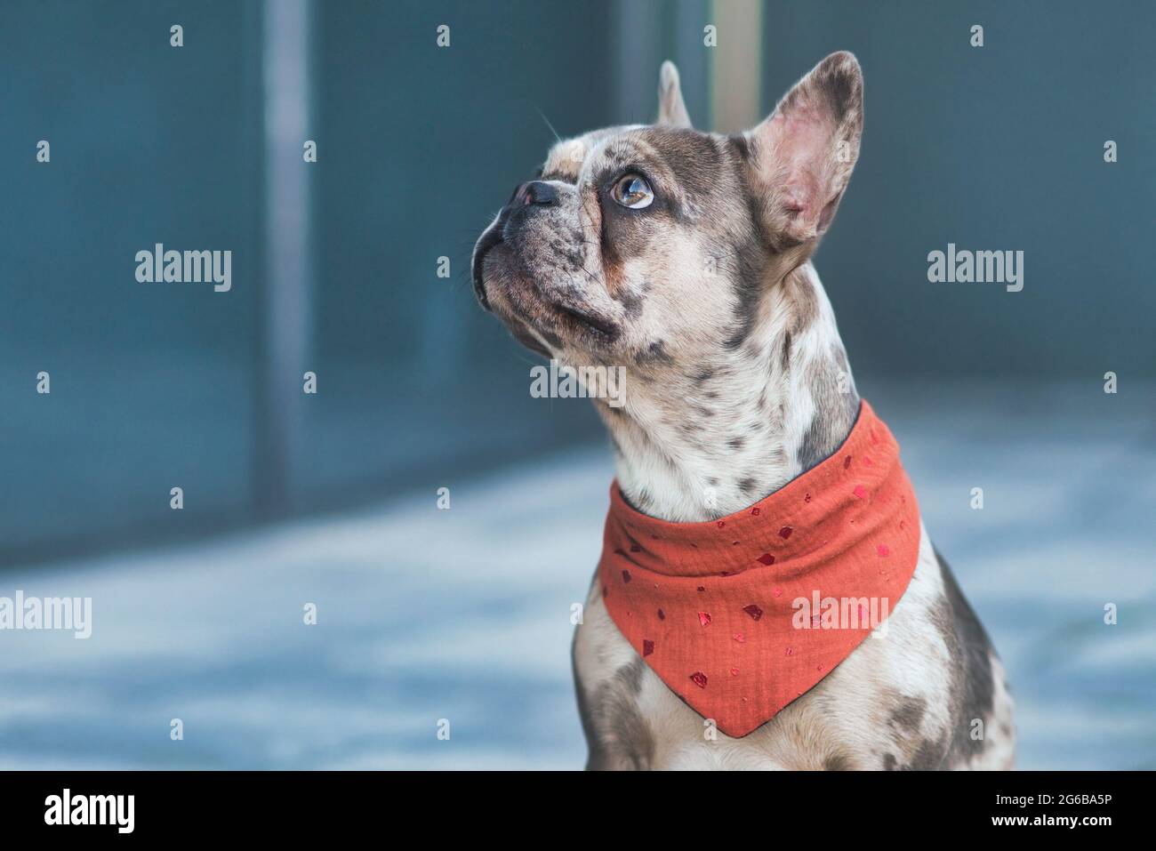 Merle farbige französische Bulldogge in rotem Nackentuch mit Kopierfläche Stockfoto