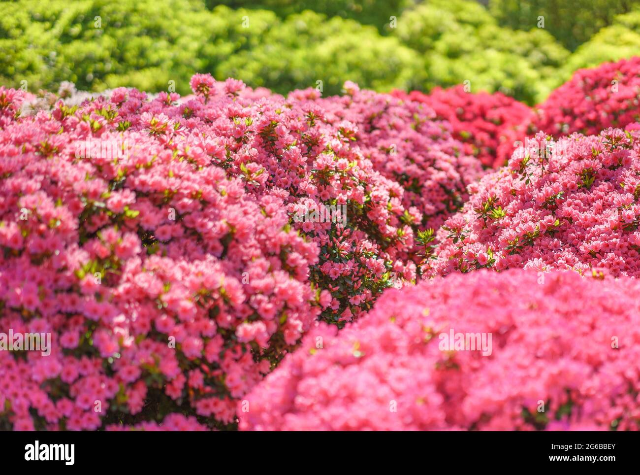 tokio, japan - 16 2021. april: Ein Strauß rosa Azaleen-Blüten, die während des japanischen Tsutsuji-Festivals im Rhododendron-Blumengarten von Shinto blühen Stockfoto