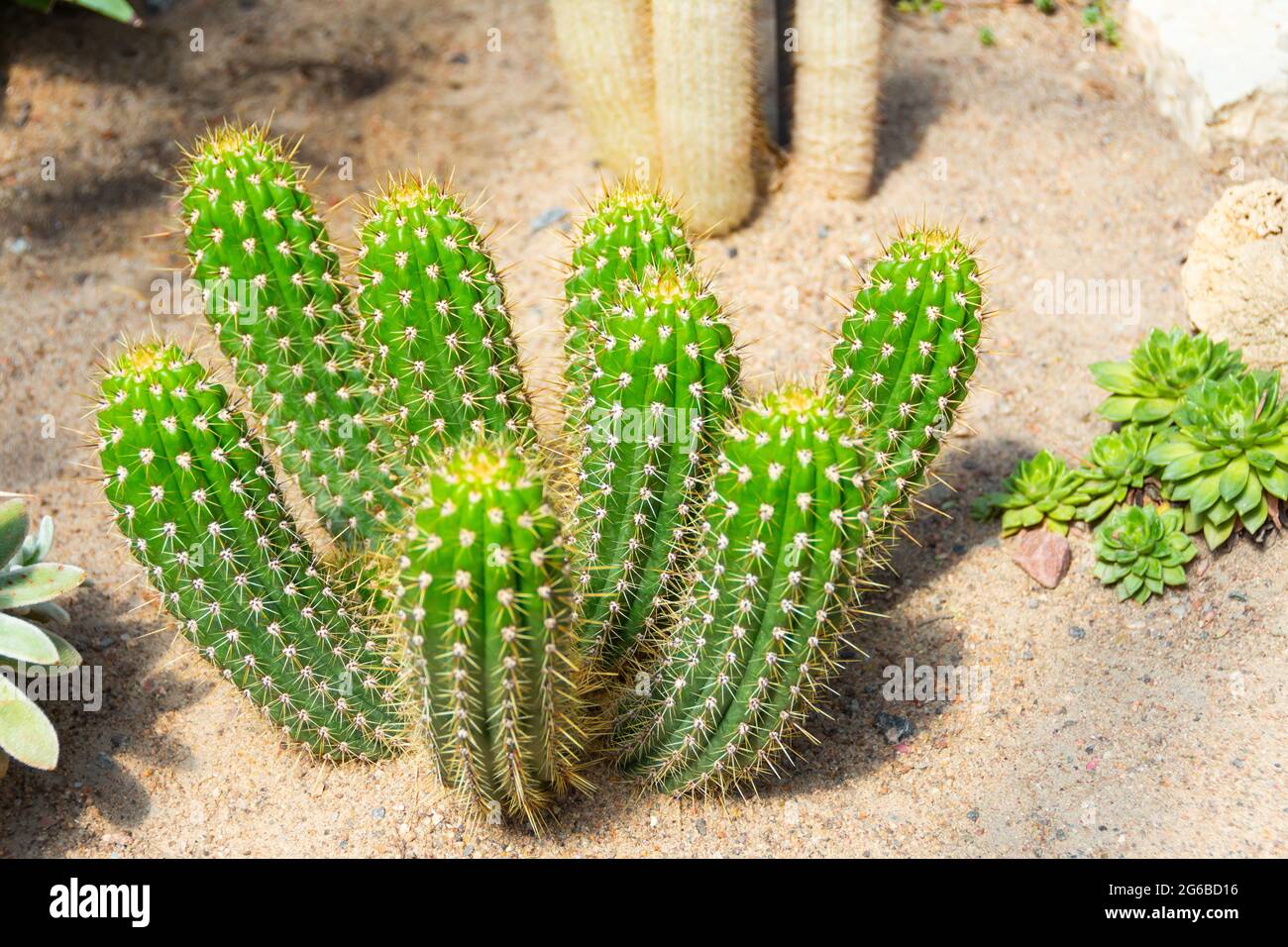 Ein kurzer Kaktus wchst in einer Gruppe auf dem Sand unter der hellen Sonne  Stockfotografie - Alamy