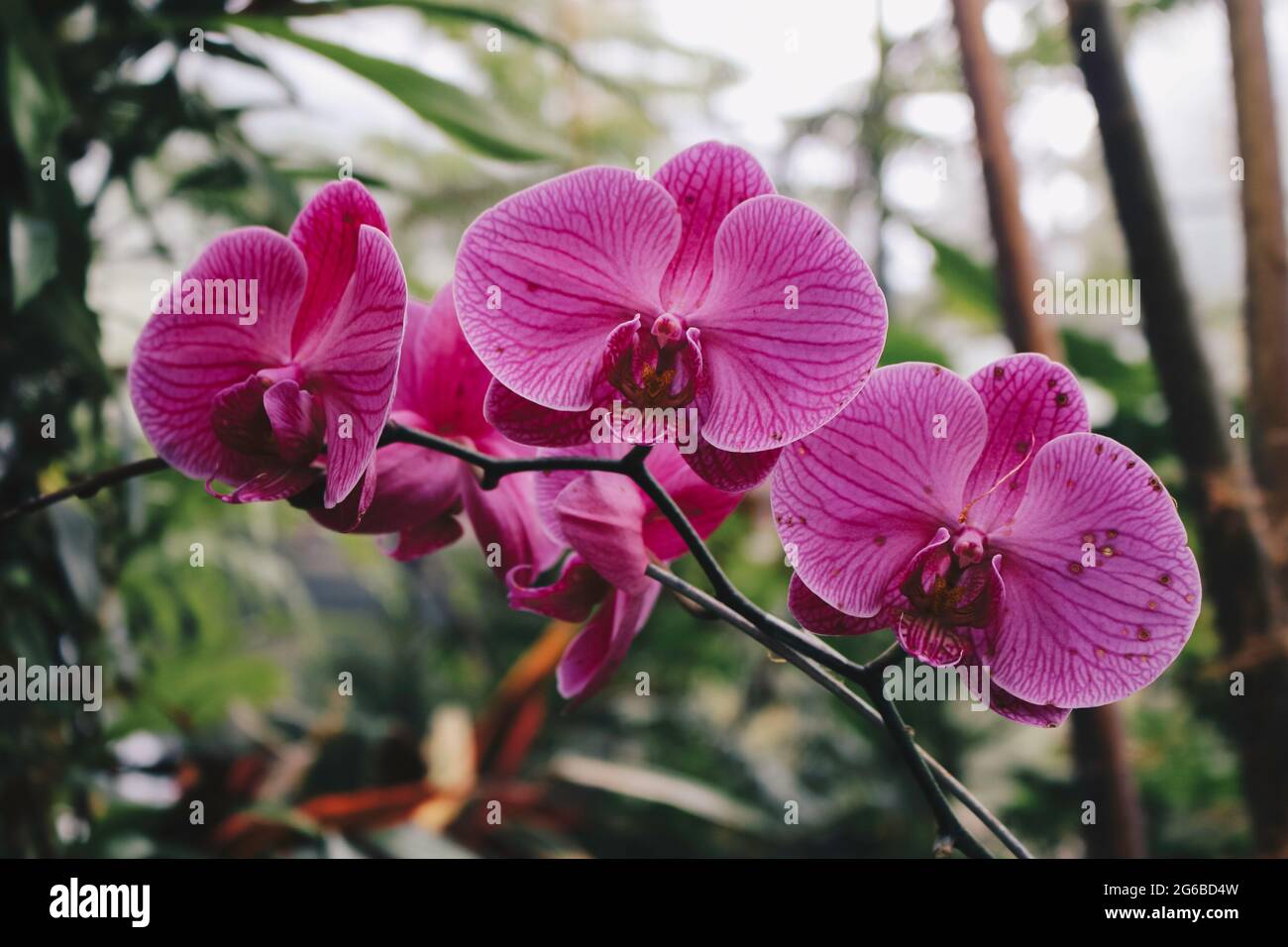 Purpurne Orchideenblüte phalaenopsis, phalaenopsis oder falah auf weißem Hintergrund. Purpurrote panaenopsis Blüten auf der rechten Seite. Bekannt als Schmetterlingsorchideen Stockfoto