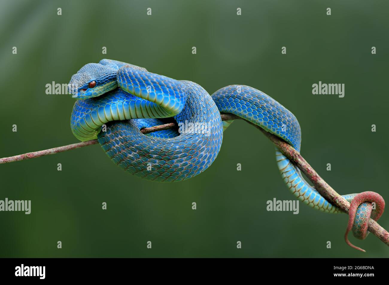 Porträt einer blauen Viper auf einem Zweig, Indonesien Stockfoto