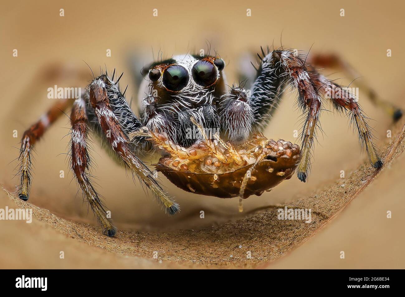 Nahaufnahme einer springenden Spinne mit einem toten Insekt, Indonesien Stockfoto