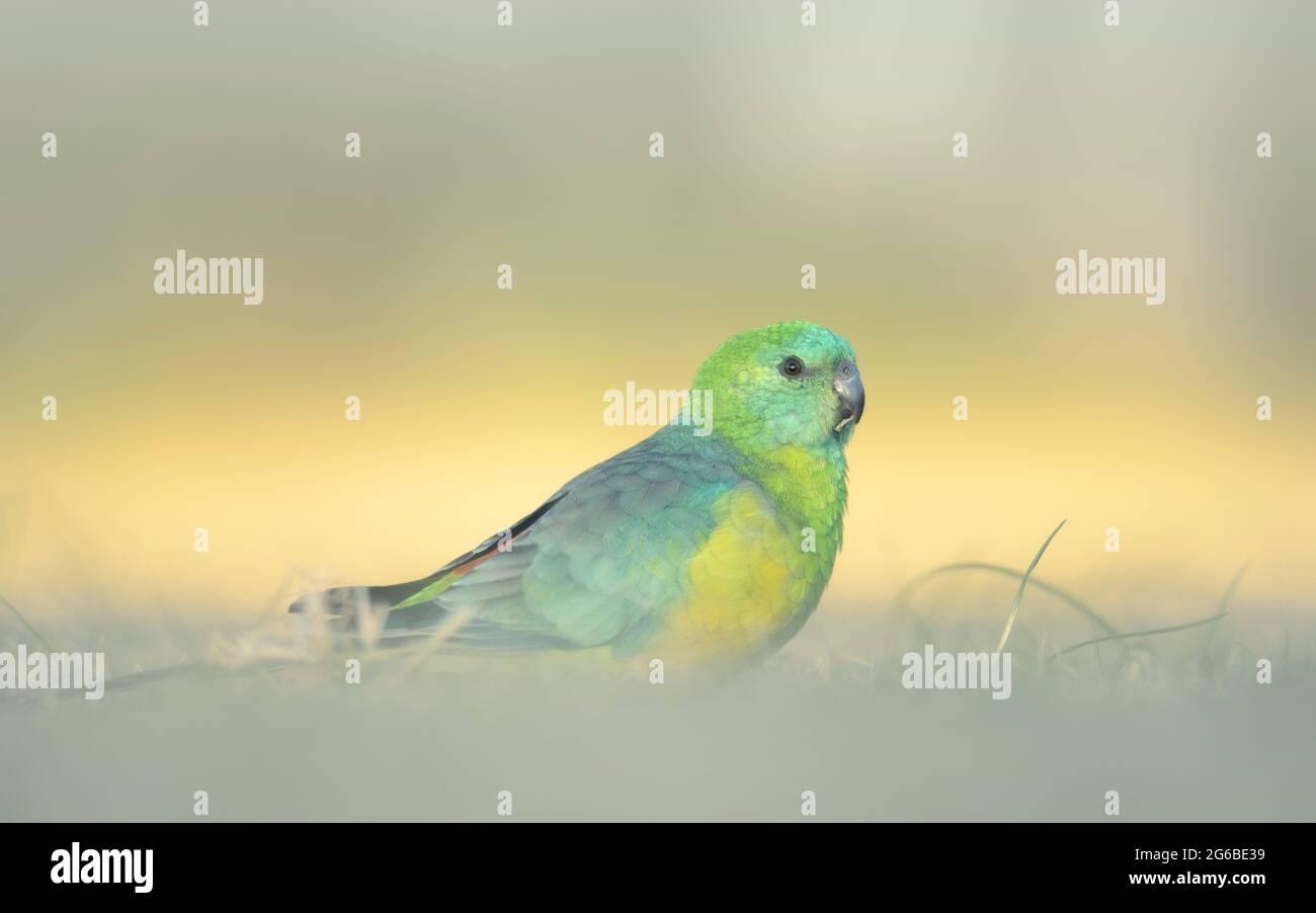 Porträt eines männlichen, im Gras stehenden Papagei (Pseuphotus haematonotus) Stockfoto