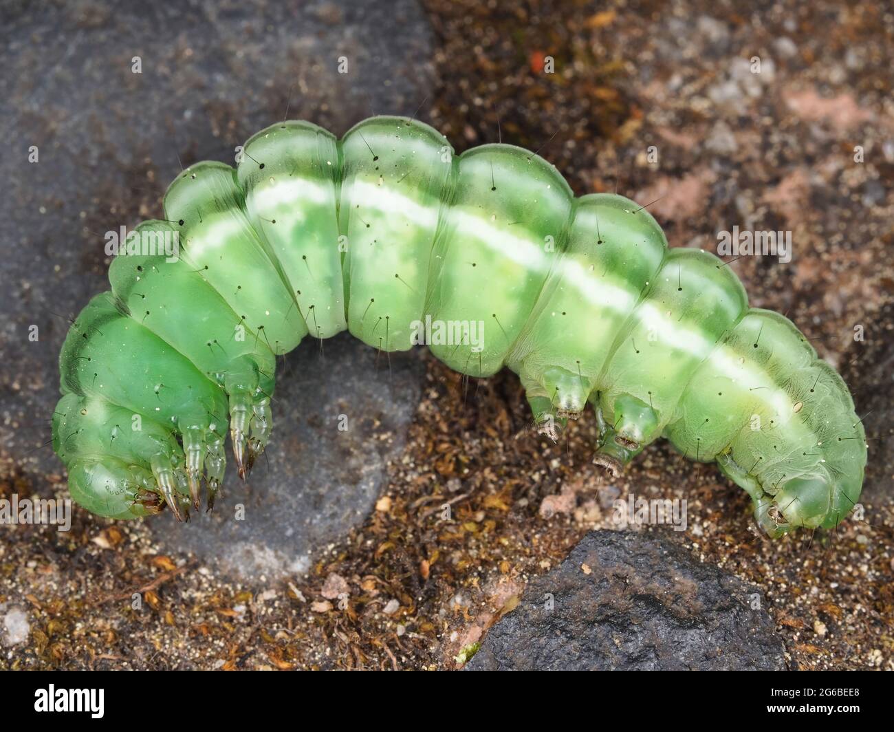Grüne Noctuidae-Raupe aus nächster Nähe Stockfoto