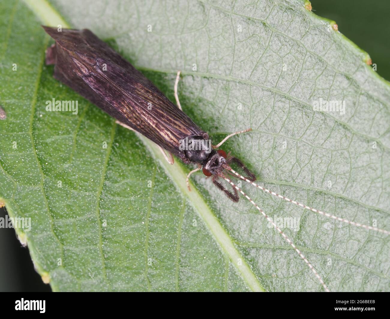 Schwarze Tänzerin-Kadadisfly (Mystacides sepulchralis) - Insektenmakro Stockfoto