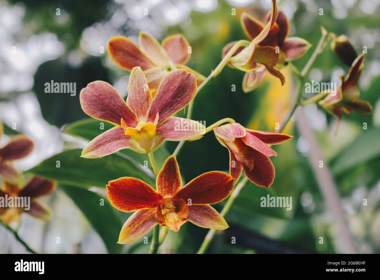 Catasetum Orchideen, eine der einzigartigsten Orchideen Hybrid. Stockfoto