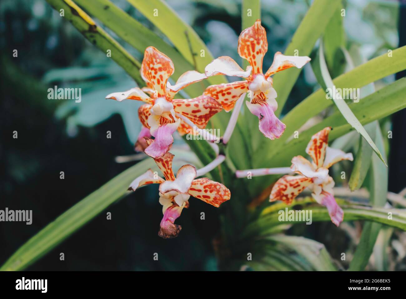 Die magische Schokoladenorchidee von Beaterfull Cymbidium liegt ganz in der Nähe. Cymbidium wird im Allgemeinen als Bootsorchideen bezeichnet Stockfoto
