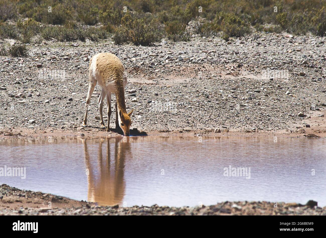 Vicuna, am Rand eines Trinkwassers, Jujuy, Argentinien Stockfoto