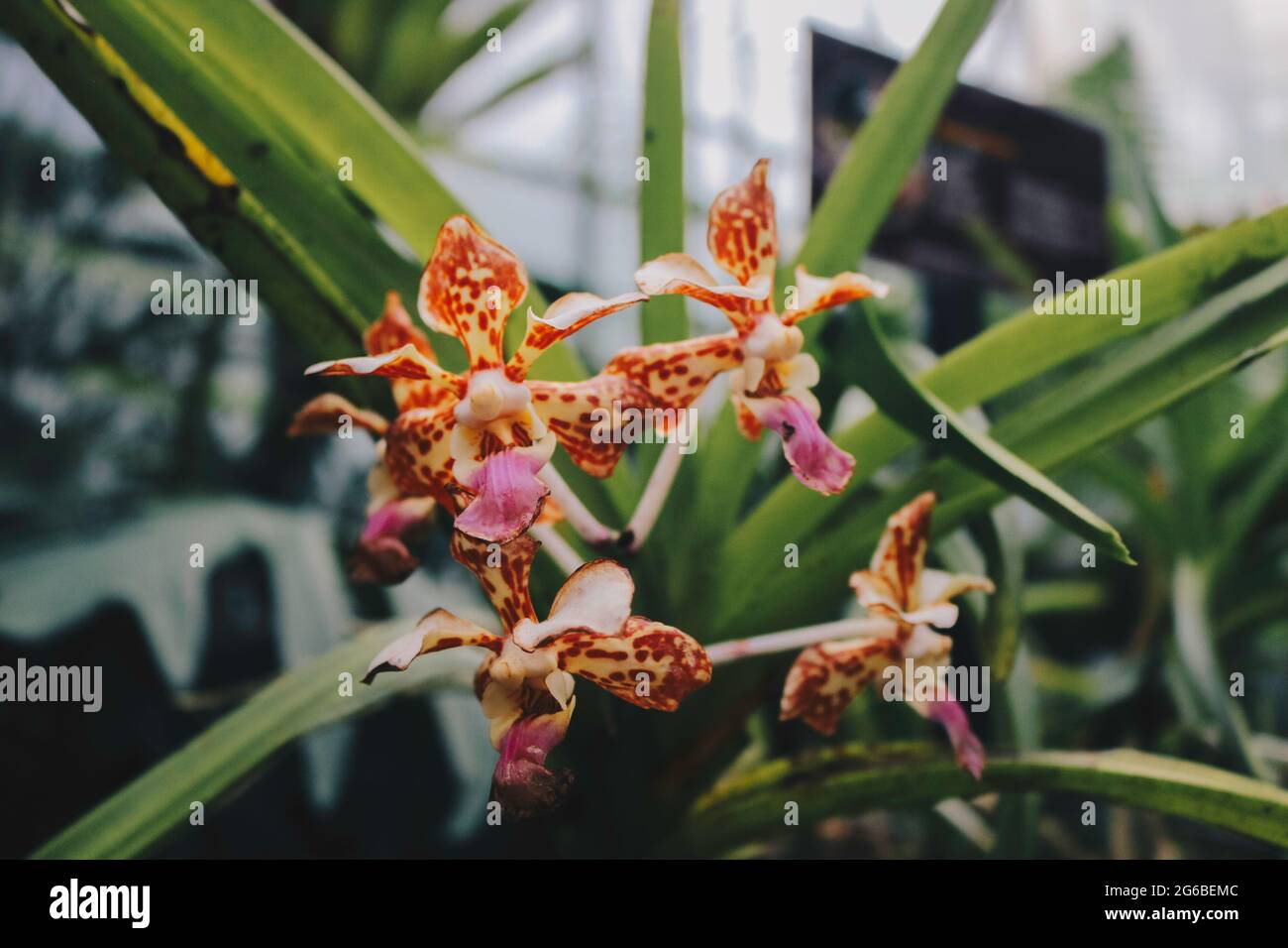 Die magische Schokoladenorchidee von Beaterfull Cymbidium liegt ganz in der Nähe. Cymbidium wird im Allgemeinen als Bootsorchideen bezeichnet Stockfoto