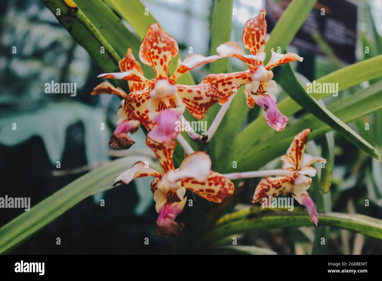 Die magische Schokoladenorchidee von Beaterfull Cymbidium liegt ganz in der Nähe. Cymbidium wird im Allgemeinen als Bootsorchideen bezeichnet Stockfoto