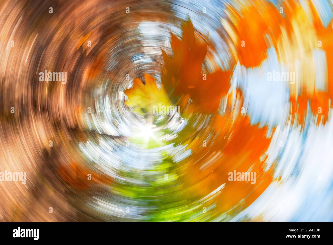 Herbst Ahorn Blätter in radialer Bewegung Stockfoto
