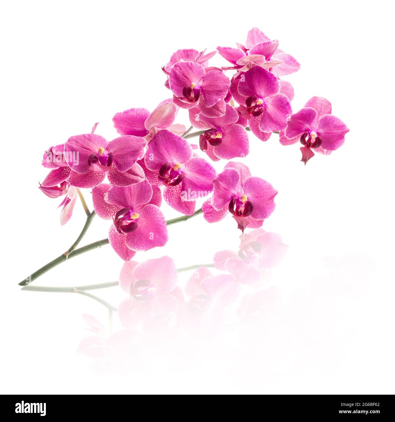 Orchidee blüht isoliert auf weißem Hintergrund Stockfoto