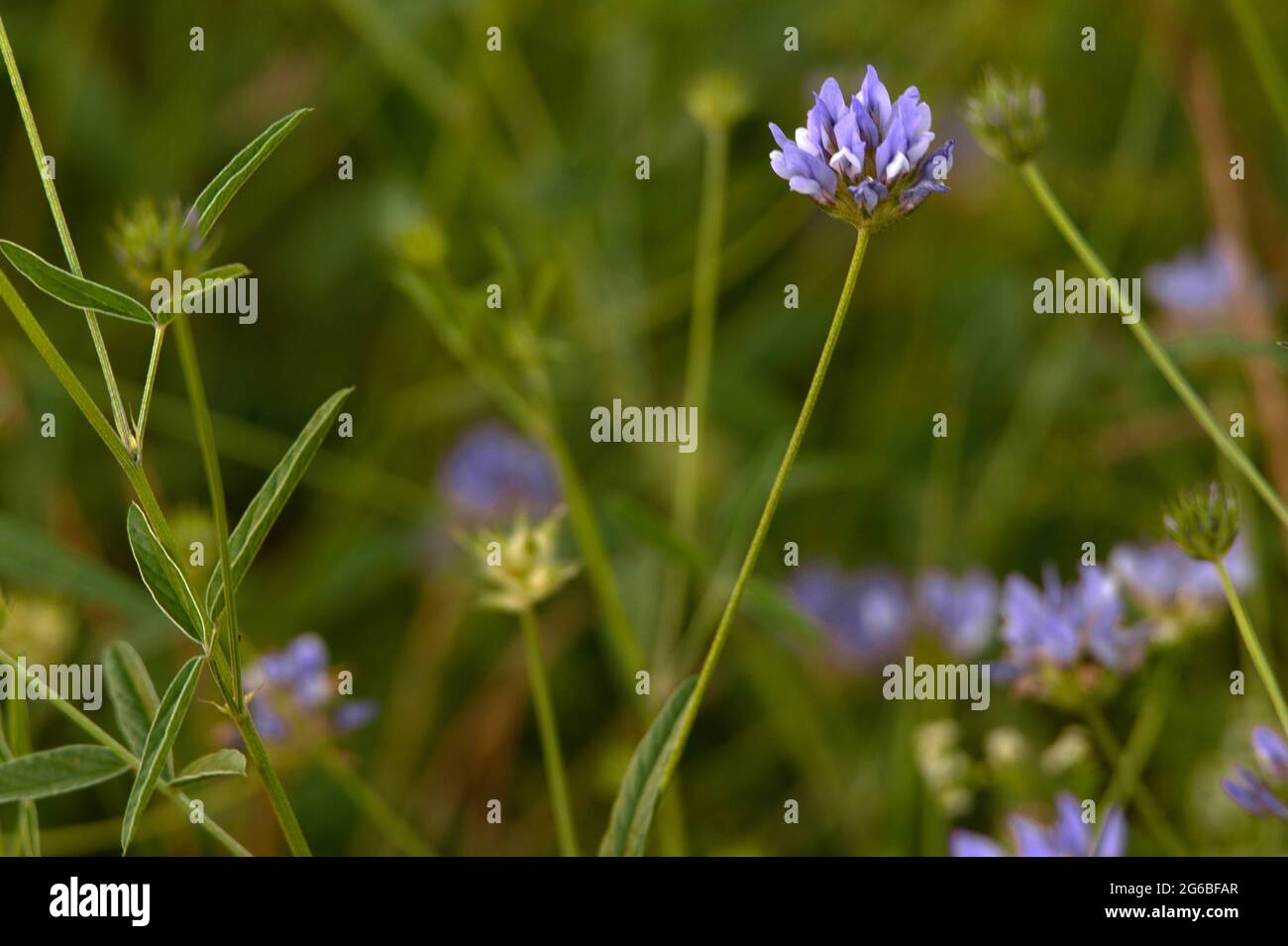 Arabische Erbse / Psoralée bitumineuse / Bituminaria bituminosa bei Thedirac, Frankreich Stockfoto