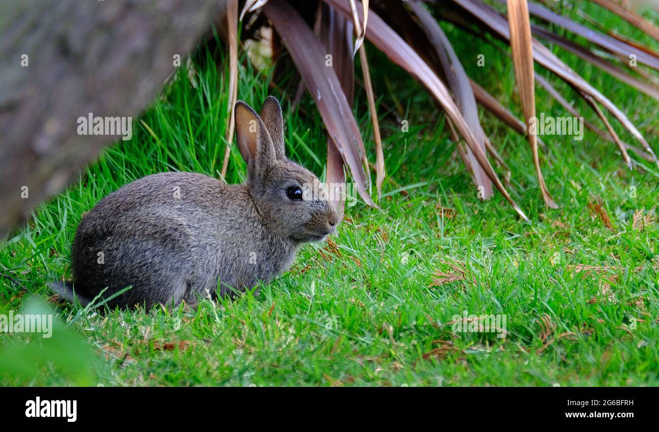 Kaninchen sind kleine Säugetiere in der Familie Lagomorpha Leporidae der Bestellung. Stockfoto