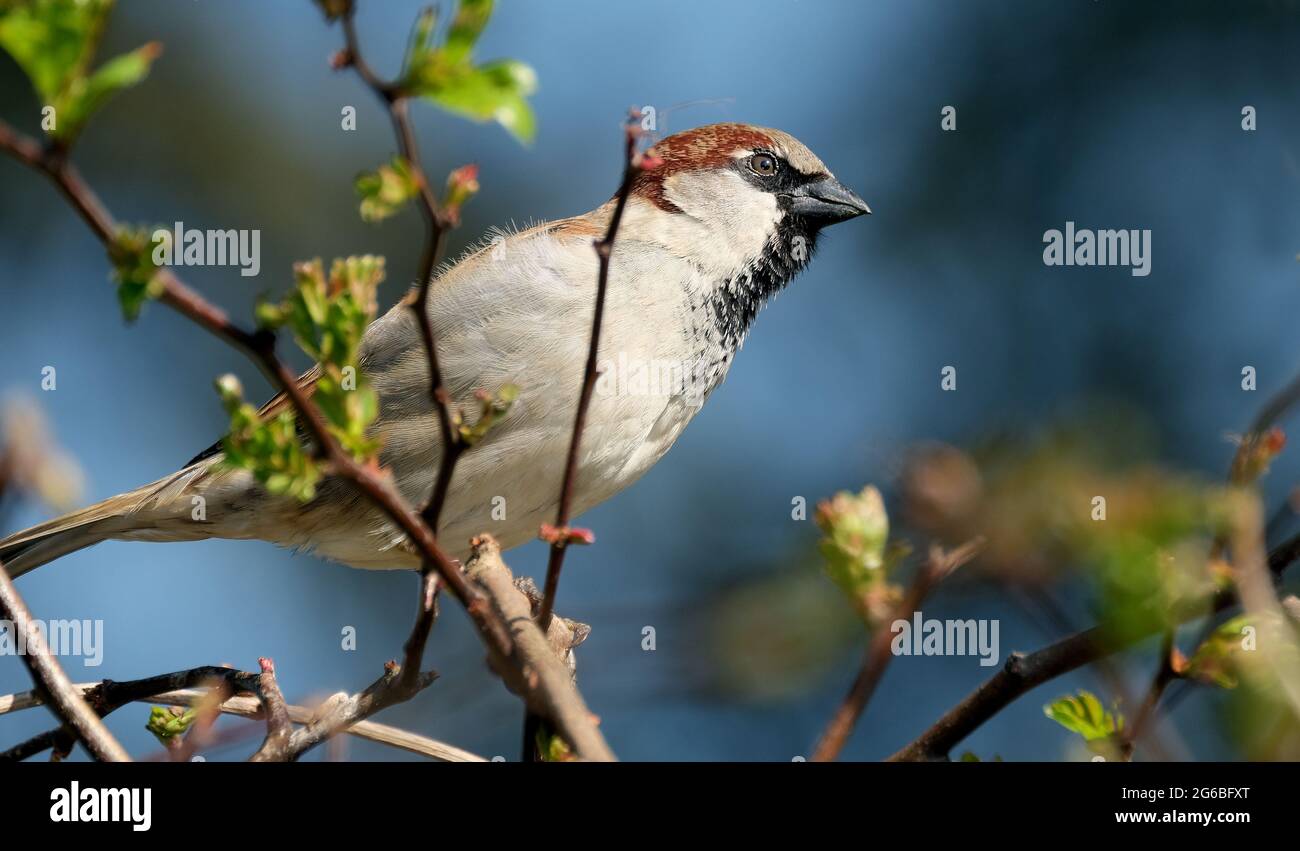Der haussperling ist ein Vogel der SPATZ Familie Gelbhalsmaus, in den meisten Teilen der Welt gefunden. Stockfoto