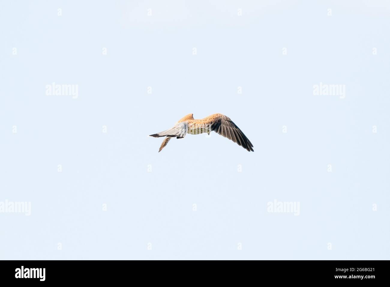 Ein detailreicher Turmfalke schwebt gegen einen schönen blauen Himmel mit weißen Wolken, der Greifvogel ist auf der Jagd nach Beute. Stockfoto