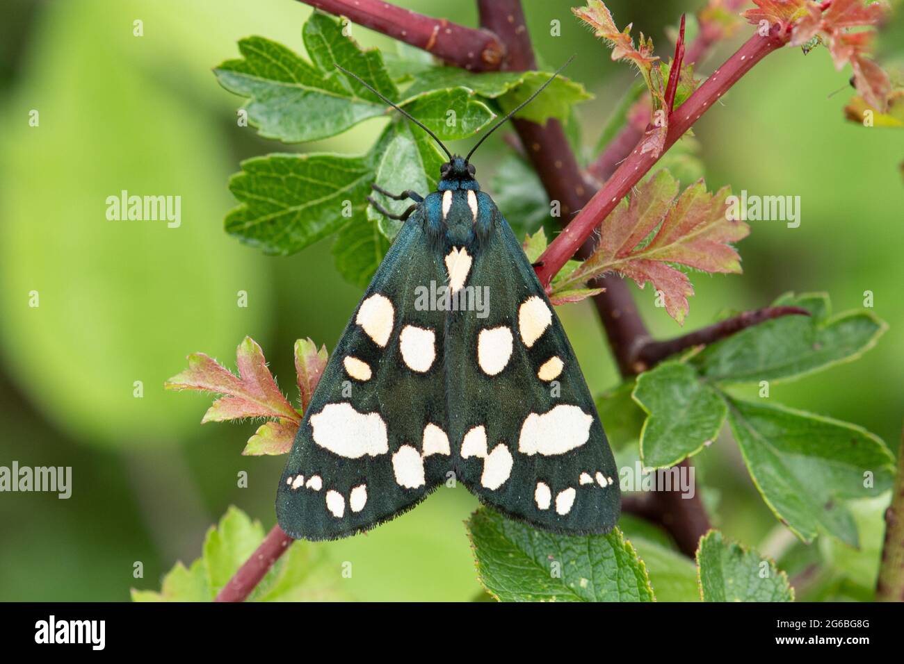 Scharlachrote Tiger-Motte (Callimorpha dominula), Großbritannien, im Sommer Stockfoto