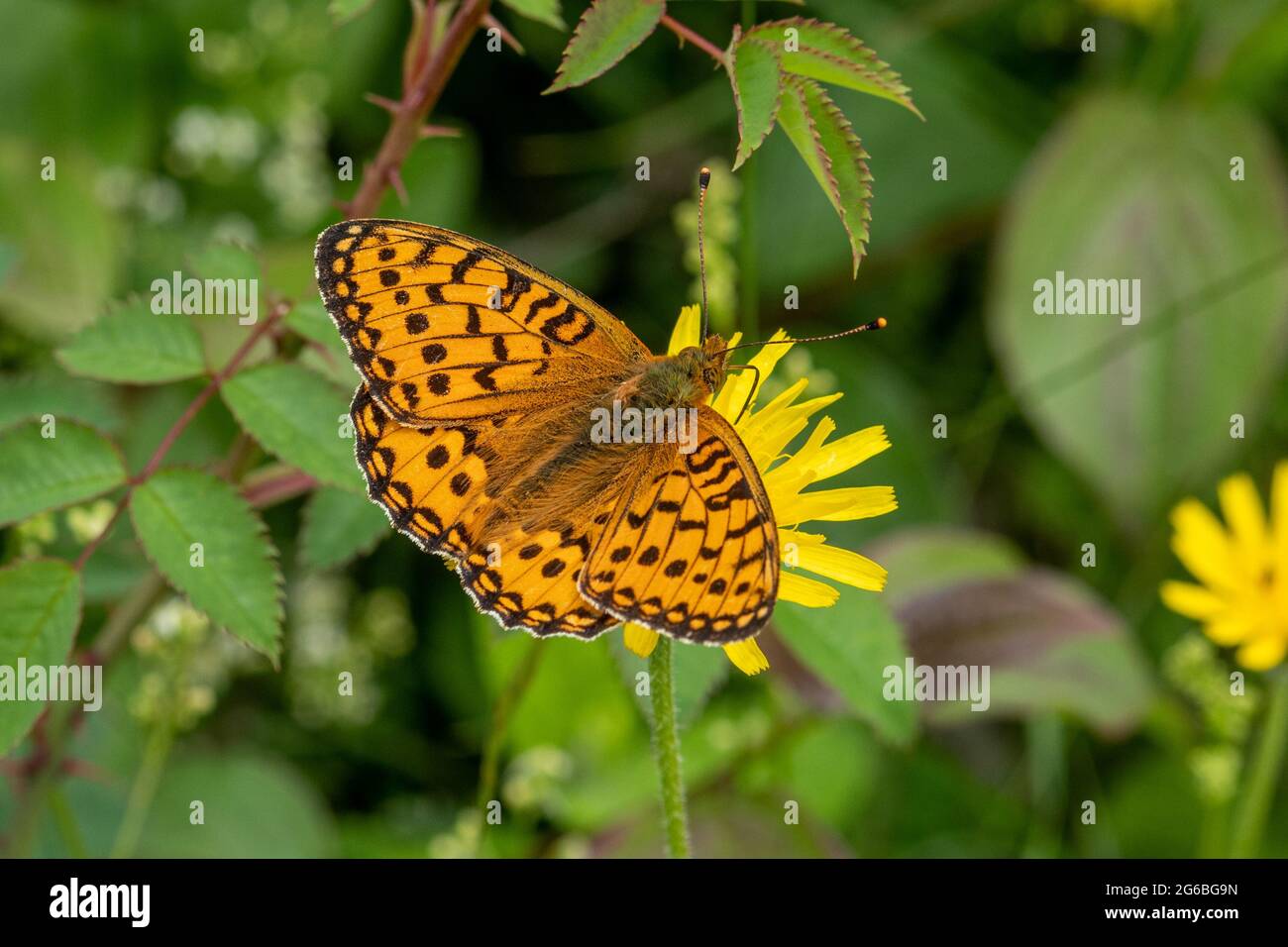 Dunkelgrüner Fritillarschmetterling (Speyeria aglaja) im Juni, Hampshire, England, Großbritannien Stockfoto