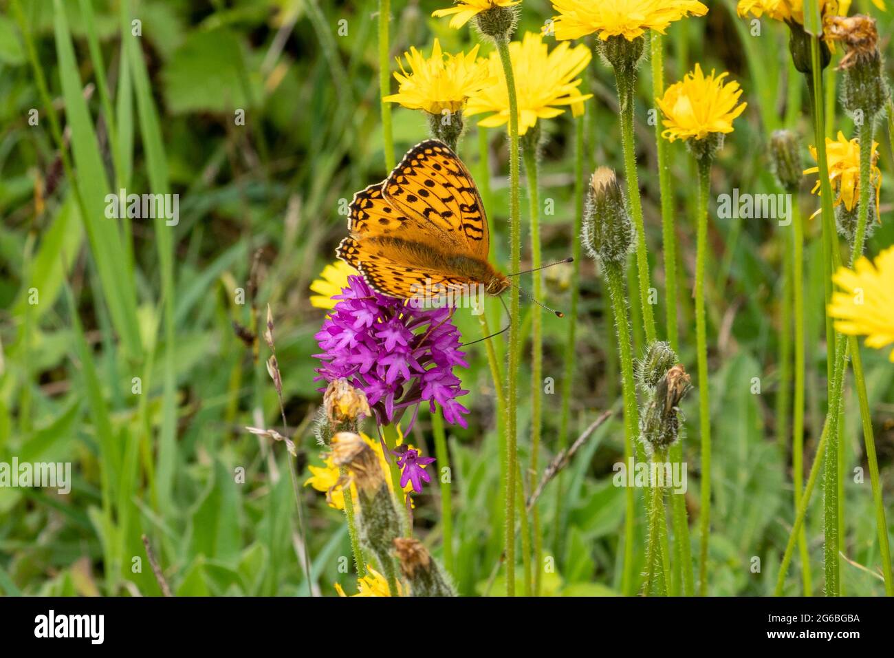 Dunkelgrüner Fritillarschmetterling (Speyeria aglaja) auf einer Pyramidenorchidee im Juni, Hampshire, England, Großbritannien Stockfoto