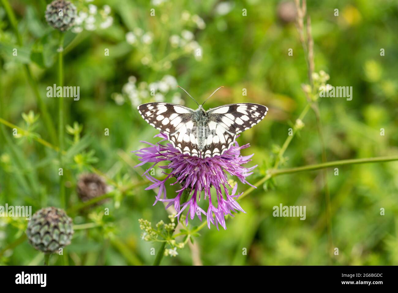 Weißer Marmorschmetterling (Melanargia galathea) nectaring on common napweed (Centaurea nigra) Stockfoto