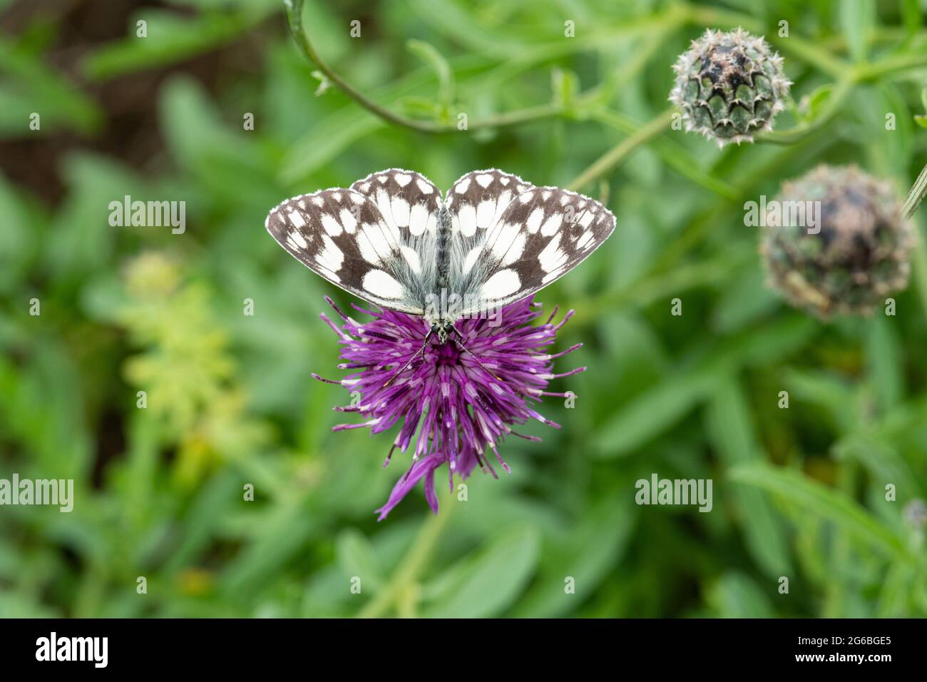 Weißer Marmorschmetterling (Melanargia galathea) nectaring on common napweed (Centaurea nigra) Stockfoto