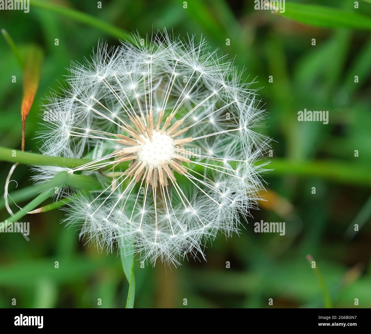 Nahaufnahme eines detailreichen Fotos von dem Kopf des Dandelionssaatens, der Uhr des Dandelionssaatens Stockfoto