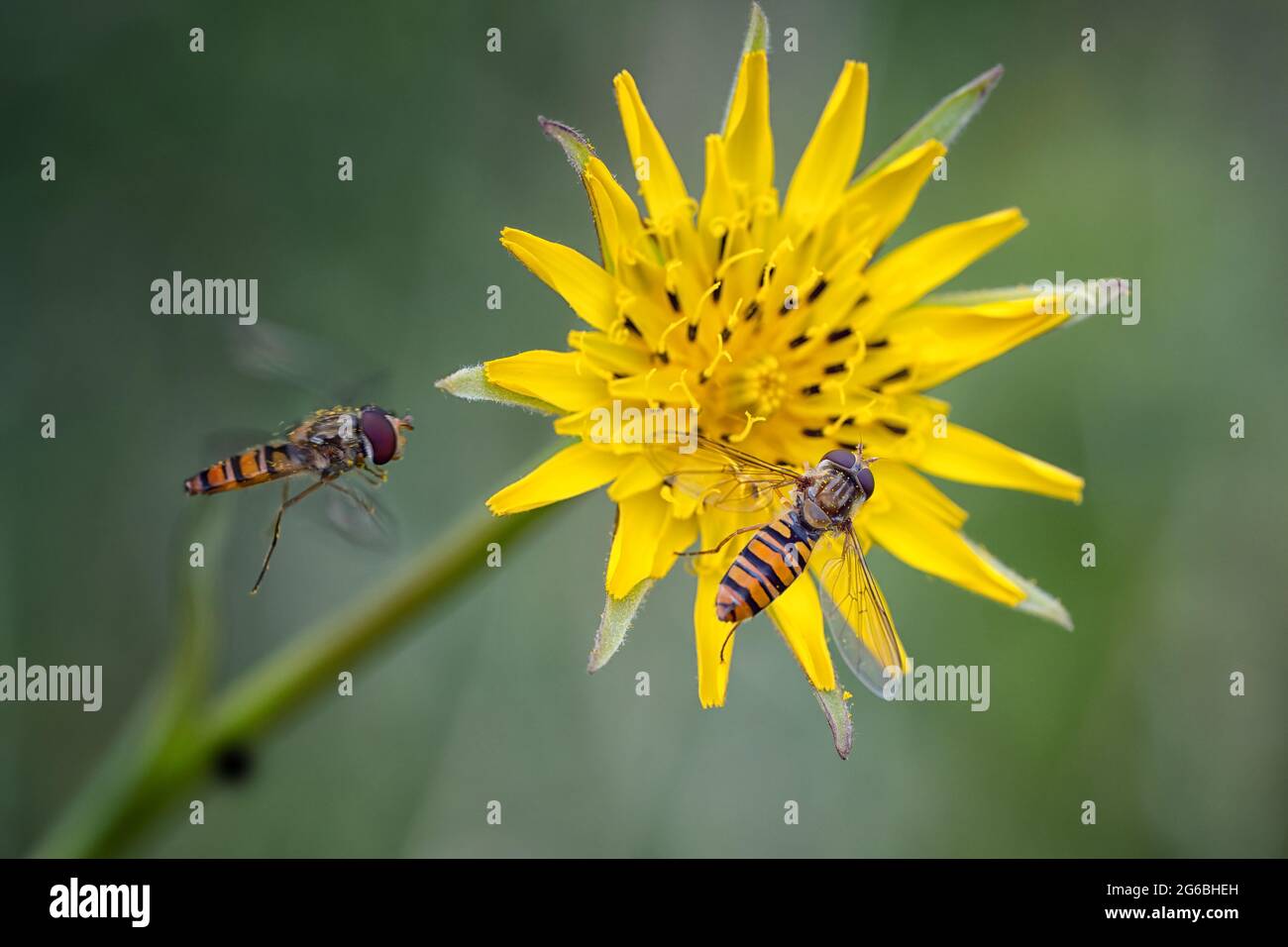 Ein Insekt auf einer Wiese fliegt um eine gelbe Blume. Stockfoto