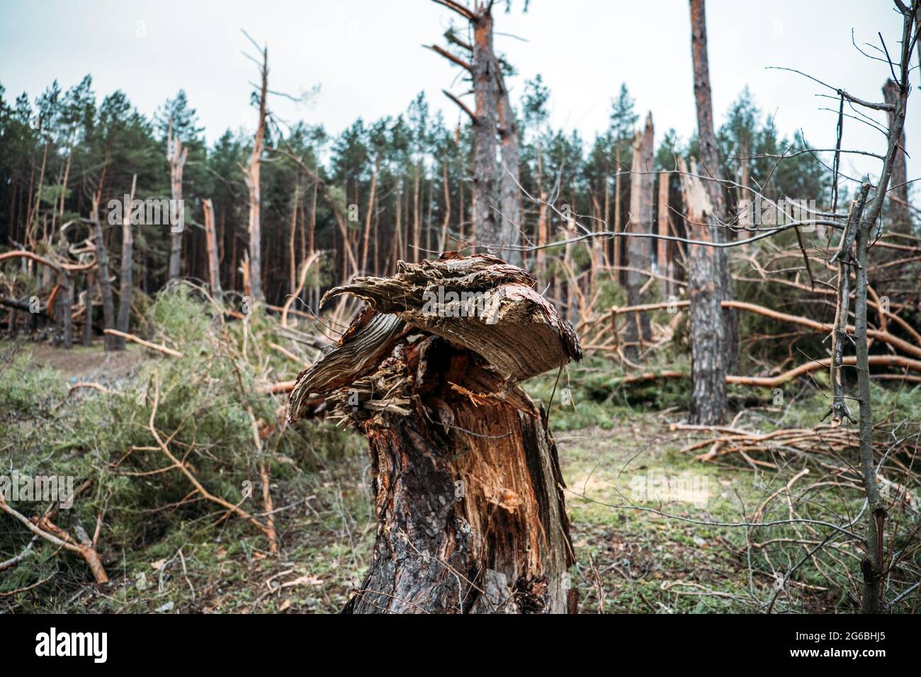 Tornado-Sturmschaden. Gefallen Kiefern im Wald nach Sturm. Entwurzelte Bäume fielen im Wald durch Windstürme Stockfoto