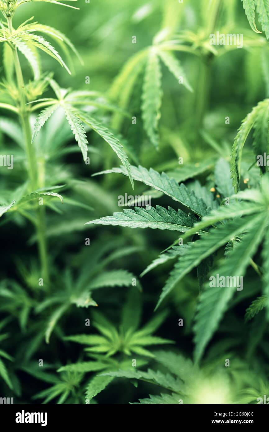 Cannabis Sativa Blätter in Pflanzen Plantage Feld, selektive Konzentration Stockfoto