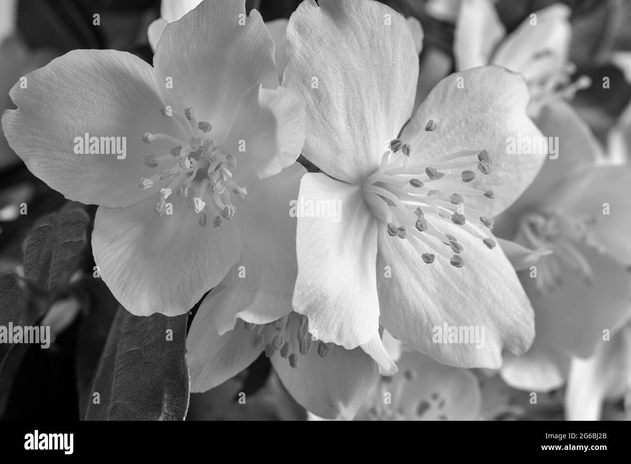Jasmin Blume Schwarzweiss Stockfotos Und Bilder Alamy