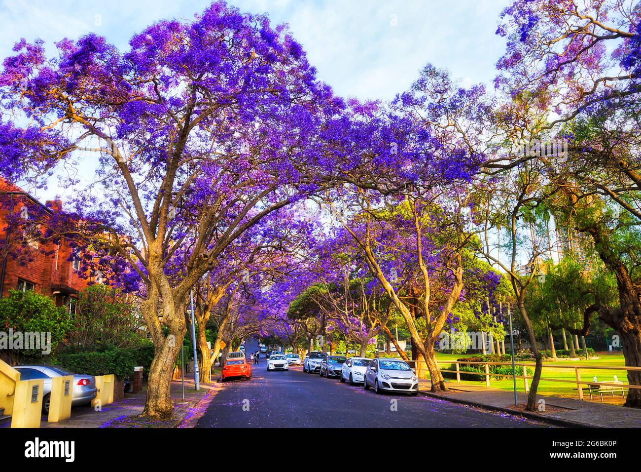 Szenisch blühende violette Jacaranda Bäume im Frühling - Sydney Stadt lokalen Vorstadtstraßen von Kirribilli. Stockfoto