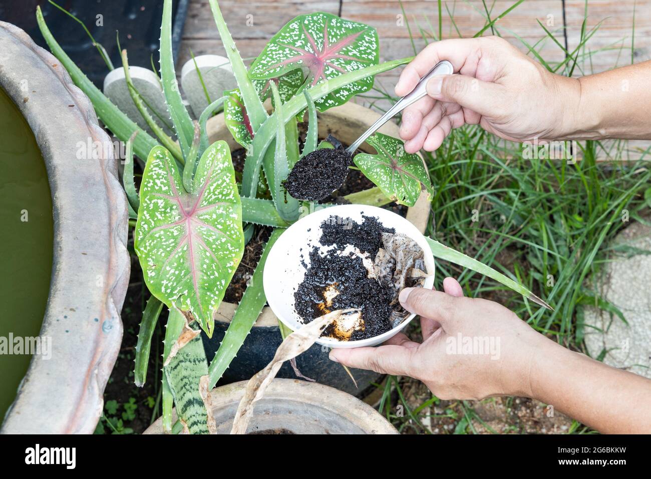 baum aloe heilwirkung Baumaloe, Aloe arborescens XL – toskanagartenshop main image 0