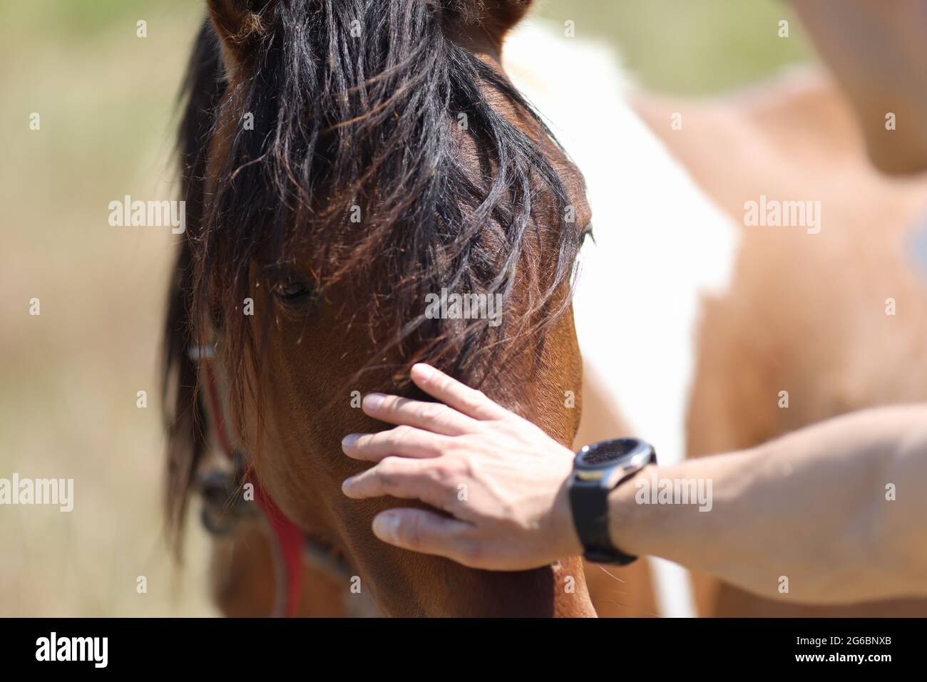 Der Mann streichelte mit der Hand die Schnauze des Hauspferdes Stockfoto