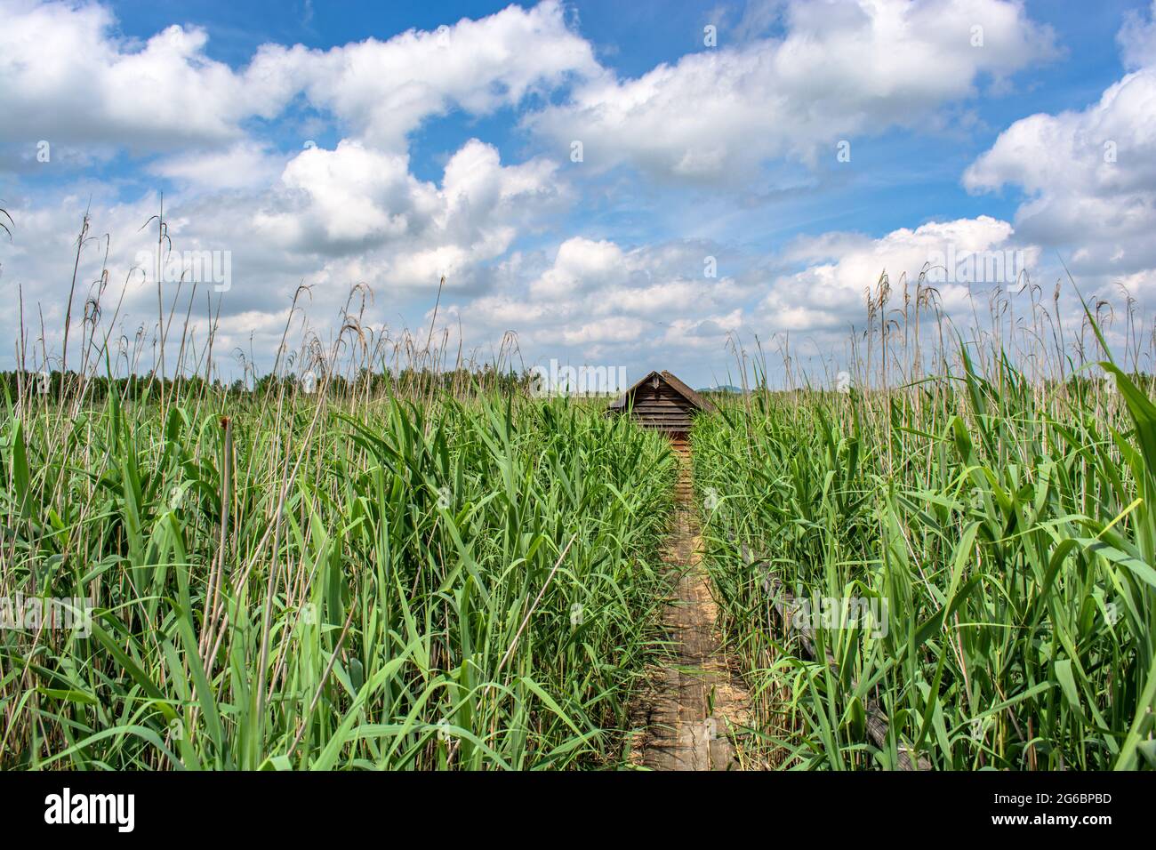 Bad Buchau : Naturschutzgebiet Stockfoto