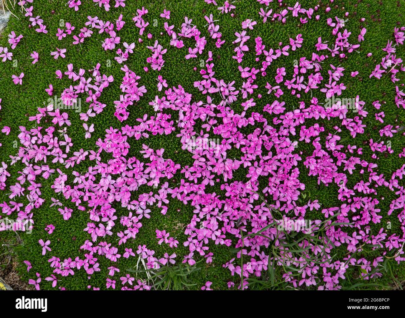 Kleine rosa Blüten von Moss campion, einer niedrigen, bodennahen Pflanze in den Bergen Stockfoto