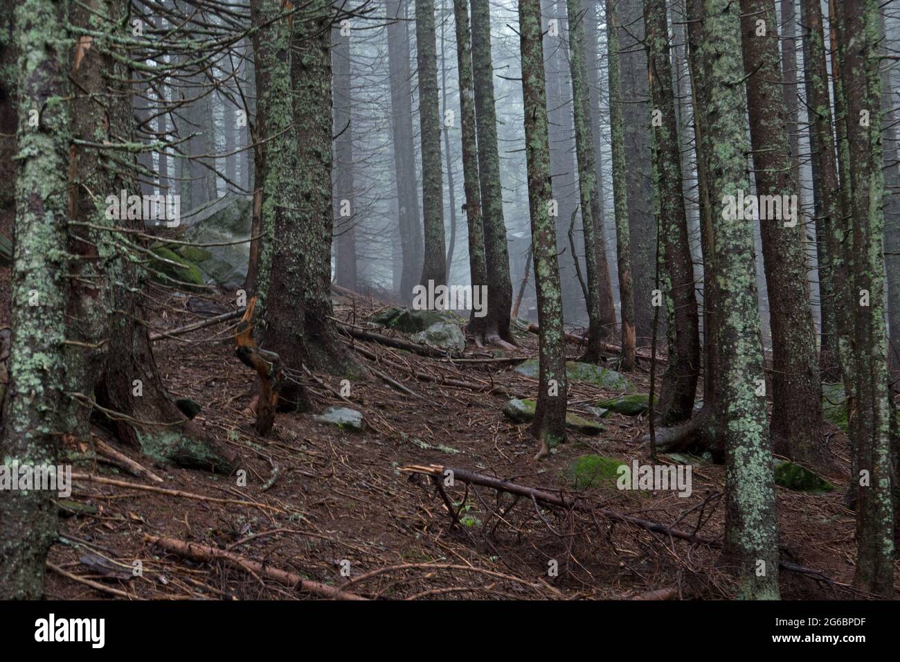 Nebliger, geheimnisvoller Nadelwald am Hang eines Berges, Baumstämme mit Flechten überwuchert Stockfoto